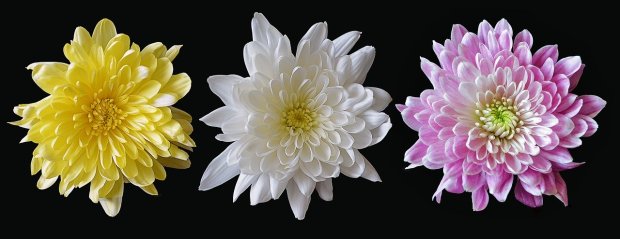 chrysanthemum-2187964_1280