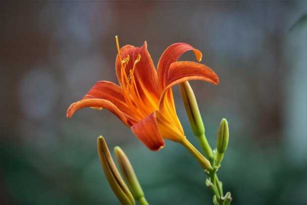 flowers-5427478_1280