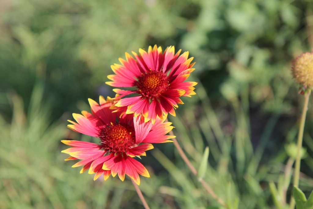 Cette image a un attribut alt vide ; le nom du fichier est gaillarde-3690962_1280.jpg